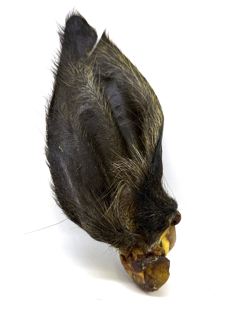 Rinderohren mit Muschelansatz und Fell XL 10 Stk.